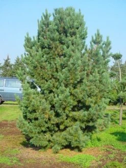 Alpenden (Pinus Cembra) 5 Alpenden (Pinus Cembra) -AOS Hoera Winkel 20101221111011 10