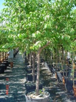 Amandelboom (Prunus Dulcis) -AOS Hoera Winkel 20101221155404 3