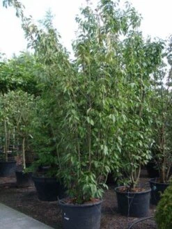 Sierkers, Struikvorm (Prunus Serrulata 'Kanzan') 9 Sierkers, Struikvorm (Prunus Serrulata 'Kanzan') -AOS Hoera Winkel 20101224132249 9 1