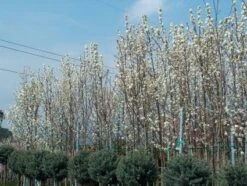 Chinese Sierpeer (Pyrus Calleryana 'Chanticleer') -AOS Hoera Winkel 20101224151150 19