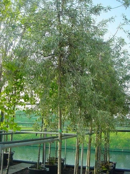 Treursierpeer (Pyrus Salicifolia 'Pendula') 2 Treursierpeer (Pyrus Salicifolia 'Pendula') - Afbeelding 2