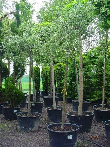 Treursierpeer (Pyrus Salicifolia 'Pendula') 7 Treursierpeer (Pyrus Salicifolia 'Pendula') - Afbeelding 7