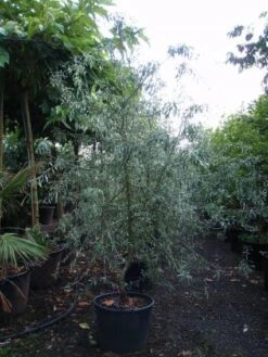 Sierpeer Als Struik (Pyrus Salicifolia 'Pendula') -AOS Hoera Winkel 20101224153119 6