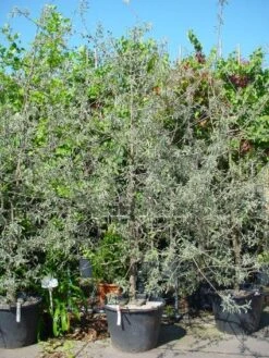 Sierpeer Als Struik (Pyrus Salicifolia 'Pendula') -AOS Hoera Winkel 20101224153132 6