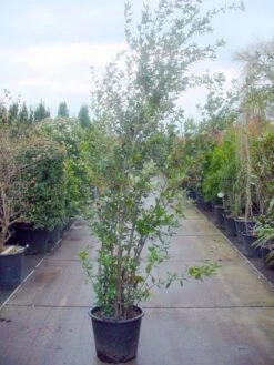 Steeneik Als Struik (Quercus Ilex) 25 Steeneik Als Struik (Quercus Ilex) -AOS Hoera Winkel 20101224154115 12