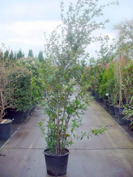 Steeneik Als Struik (Quercus Ilex) 12 Steeneik Als Struik (Quercus Ilex) - Afbeelding 12