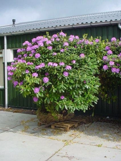 Rhododendron (Rhododendron Catawbiense 'Grandiflorum') 3 Rhododendron (Rhododendron Catawbiense 'Grandiflorum') - Afbeelding 3