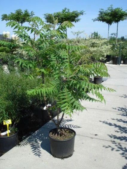 Fluweelboom, Struik (Rhus Typhina) 3 Fluweelboom, Struik (Rhus Typhina) - Afbeelding 3