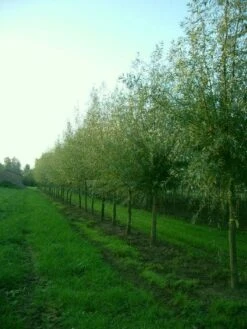 Knotwilg (Salix Alba) 15 Knotwilg (Salix Alba) -AOS Hoera Winkel 20101228131242 13