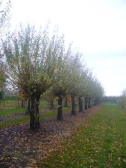 Knotwilg (Salix Alba) 16 Knotwilg (Salix Alba) -AOS Hoera Winkel 20101228131303 13