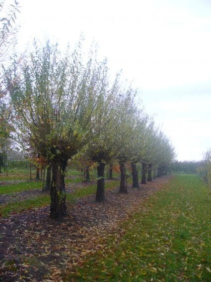 Knotwilg (Salix Alba) 7 Knotwilg (Salix Alba) - Afbeelding 7