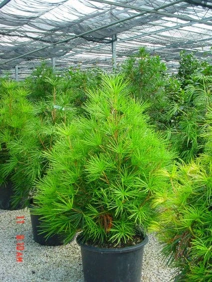 Japanse Parasolden (Sciadopitys Verticilata) 2 Japanse Parasolden (Sciadopitys Verticilata) - Afbeelding 2