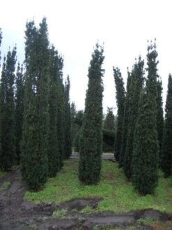 Zuiltaxus (Taxus Baccata 'Fastigiata Robusta')