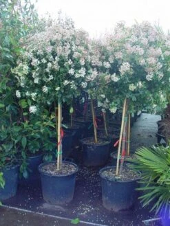 Sneeuwbal Op Stam (Viburnum Tinus 'Eve Price') -AOS Hoera Winkel 20110102183216 4