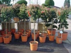 Sneeuwbal Op Stam (Viburnum Tinus 'Eve Price') -AOS Hoera Winkel 20110102183229 4