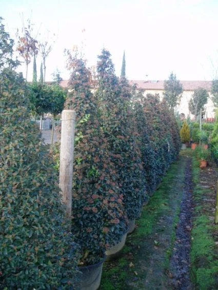 Sneeuwbal, Piramide (Viburnum Tinus 'Eve Price ') 1 Sneeuwbal, Piramide (Viburnum Tinus 'Eve Price ')