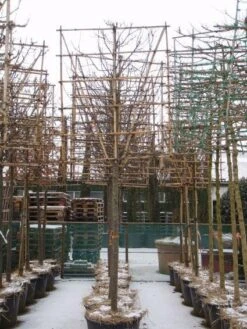 Sierappel Als Leiboom (Malus 'Red Sentinel') 7 Sierappel Als Leiboom (Malus 'Red Sentinel') -AOS Hoera Winkel 20110105105309 5