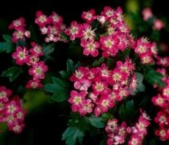 Rode Meidoorn Als Leiboom (Crataegus 'Paul's Scarlet') 5 Rode Meidoorn Als Leiboom (Crataegus 'Paul's Scarlet') -AOS Hoera Winkel 20110201103926 5