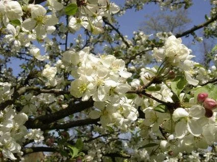 Sierappel Als Leiboom (Malus 'Evereste') 2 Sierappel Als Leiboom (Malus 'Evereste') - Afbeelding 2