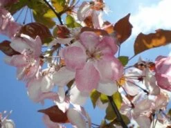 Sierappel Als Leiboom (Malus 'Rudolf') 5 Sierappel Als Leiboom (Malus 'Rudolf') -AOS Hoera Winkel 20110201105708 3