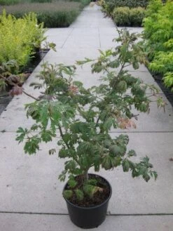 Japanse Esdoorn (Acer Japonicum 'Aconitifolium') 15 Japanse Esdoorn (Acer Japonicum 'Aconitifolium') -AOS Hoera Winkel 20110214171717 10