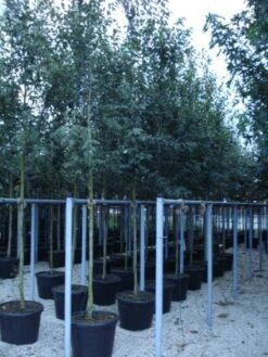 Krentenboom (Amelanchier Arborea 'Robin Hill') -AOS Hoera Winkel 20110215154853 10