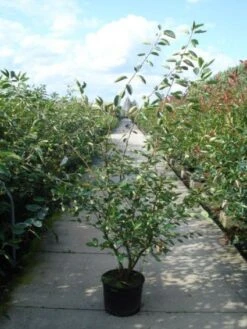 Krentenboom Als Struik (Amelanchier Lamarckii) 13 Krentenboom Als Struik (Amelanchier Lamarckii) -AOS Hoera Winkel 20110215155125 13 1