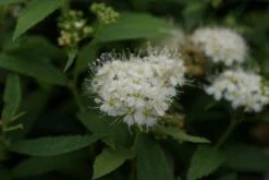 Nieuwe uitgaven 5 Spierstruik (Spiraea Japonica 'Albiflora')