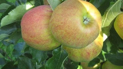 Appelboom (Malus Domestica 'Elstar') 3 Appelboom (Malus Domestica 'Elstar') - Afbeelding 3