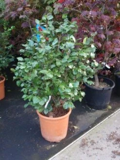 Camelia (Camellia, Wit) -AOS Hoera Winkel 20110919164930 5