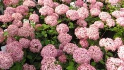 Hortensia (Hydrangea 'Pink Annabelle') -AOS Hoera Winkel 20111219093740 1