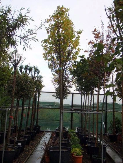 Judasboom (Cercis Siliquastrum) 4 Judasboom (Cercis Siliquastrum) - Afbeelding 4