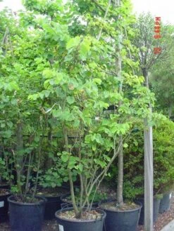 Judasboom Als Struik (Cercis Siliquastrum) 9 Judasboom Als Struik (Cercis Siliquastrum) -AOS Hoera Winkel 20120110165223 8