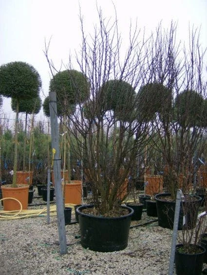 Judasboom Als Struik (Cercis Siliquastrum) 6 Judasboom Als Struik (Cercis Siliquastrum) - Afbeelding 6