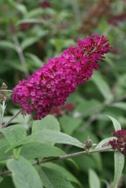 Nieuwe uitgaven 3 Vlinderstruik (Buddleja 'Miss Ruby')