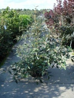 Sneeuwbal (Viburnum Bodnantense 'Dawn') -AOS Hoera Winkel 20120213095450 1