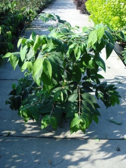 Sneeuwbal (Viburnum Plicatum 'Mariesii') 2 Sneeuwbal (Viburnum Plicatum 'Mariesii') - Afbeelding 2