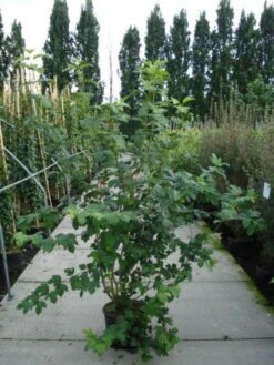 Sneeuwbal (Viburnum Opulus 'Roseum') -AOS Hoera Winkel 20120213095949 9