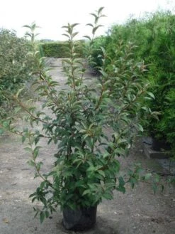 Sneeuwbal (Viburnum Bodnantense 'Charles Lamont') 12 Sneeuwbal (Viburnum Bodnantense 'Charles Lamont') -AOS Hoera Winkel 20120213100726 4 1