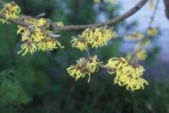 Toverhazelaar (Hamamelis Intermedia 'Arnold Promise') -AOS Hoera Winkel 20120213132408 6