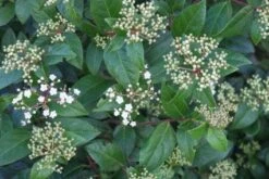 Groenblijvende Sneeuwbal (Viburnum Tinus 'Eve Price') -AOS Hoera Winkel 20120213144628 50 10