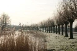 Knotwilg (Salix Alba) 17 Knotwilg (Salix Alba) -AOS Hoera Winkel 20120213152215 13