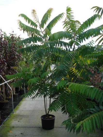 Fluweelboom, Struik (Rhus Typhina) 1 Fluweelboom, Struik (Rhus Typhina)