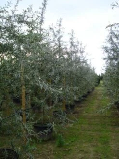 Sierpeer Als Struik (Pyrus Salicifolia 'Pendula') -AOS Hoera Winkel 20120213155559 6