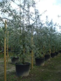 Sierpeer Als Struik (Pyrus Salicifolia 'Pendula') -AOS Hoera Winkel 20120213155637 6