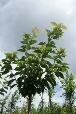 Japanse Sierkers (Prunus Serrulata 'Kanzan') 11 Japanse Sierkers (Prunus Serrulata 'Kanzan') -AOS Hoera Winkel 20120214142932 16