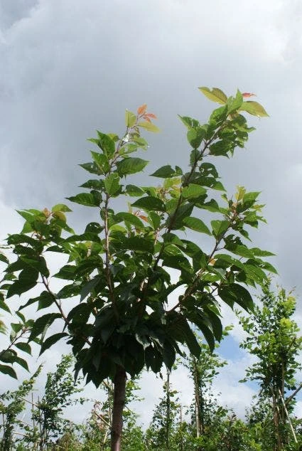 Japanse Sierkers (Prunus Serrulata 'Kanzan') 5 Japanse Sierkers (Prunus Serrulata 'Kanzan') - Afbeelding 5