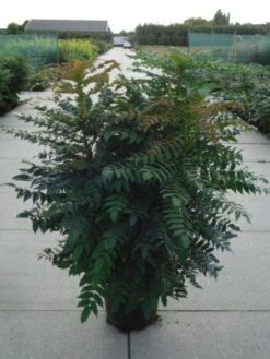 Mahoniestruik (Mahonia Media 'Winter Sun') -AOS Hoera Winkel 20120214143611 11