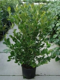 Stermagnolia (Magnolia Stellata) -AOS Hoera Winkel 20120214143817 13 1