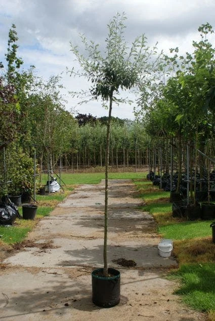 Treursierpeer (Pyrus Salicifolia 'Pendula') 3 Treursierpeer (Pyrus Salicifolia 'Pendula') - Afbeelding 3